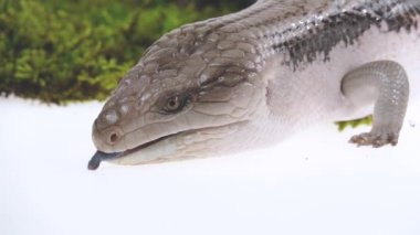 Doğu Mavi Dil Kertenkelesi - Tiliqua scincoides beyaz üzerinde izole. Kapatın. Yavaş çekim