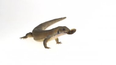 Sudan kaplama kertenkele - Gerrhosaurus major beyaz arka planda. Kapatın. Yavaş çekim