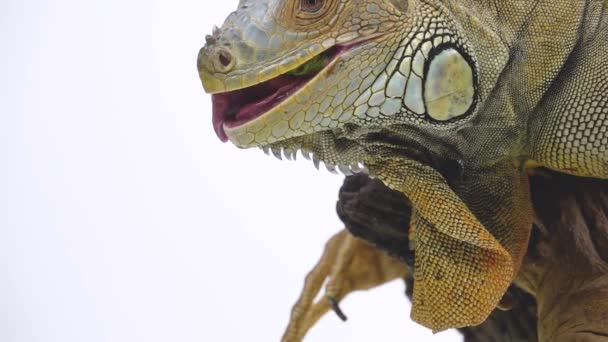 Iguana na drewnianym haczyku izolowane na białym tle. Zamknij drzwi. Zwolniony ruch — Wideo stockowe