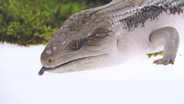 Ανατολική Μπλε Γλώσσα Lizard - Tiliqua scincoides απομονώνονται σε λευκό. Κλείσε. Αργή κίνηση — Αρχείο Βίντεο