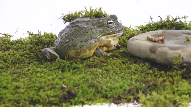 Cyclorana Toad-water pot Rana sentada sobre una piedra sobre musgo verde sobre fondo blanco. De cerca. Movimiento lento — Vídeos de Stock