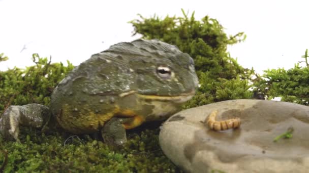 Cyclorana Toad-water pot Rana sentada sobre una piedra sobre musgo verde. De cerca. Movimiento lento — Vídeos de Stock