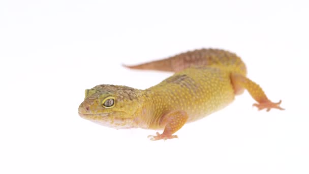 Cute leopard gecko or eublepharis macularius in white isolated background. Close up. Slow motion. — Stock Video