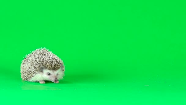 Nieuwsgierige egel loopt en snuift op een groene achtergrond in de studio. Langzame beweging. — Stockvideo