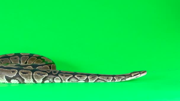 Королевский Python или Python Regius на зеленом фоне в студии. Медленное движение — стоковое видео