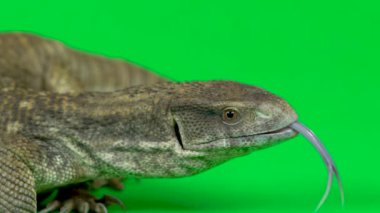 Savannah Monitor Kertenkele - Varanus exanthematicus yeşil arka planda. Kapatın. Yavaş çekim