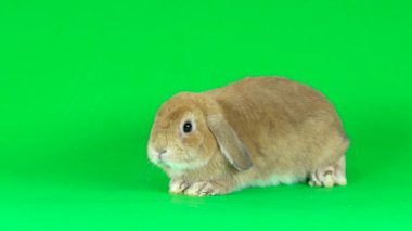 Holland Lop 'un evcil tavşanı stüdyoda yeşil arka planda. Yavaş çekim.