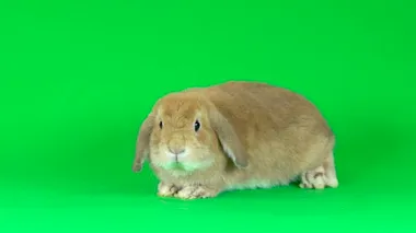 Holland Lop 'un evcil tavşanı stüdyoda yeşil arka planda. Yavaş çekim.