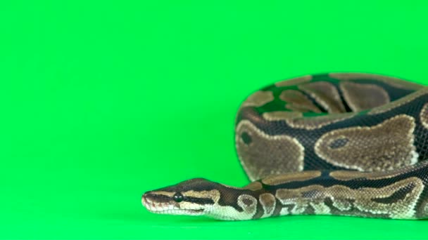 Королевский Python или Python Regius на зеленом фоне в студии. Медленное движение — стоковое видео