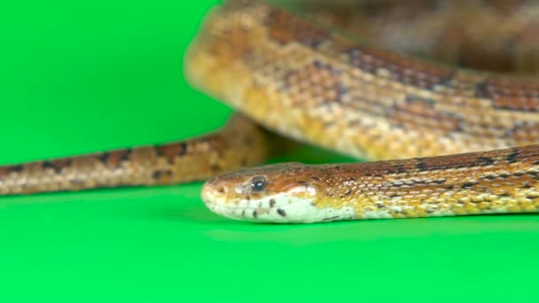 Stüdyoda yeşil ekranda sürünen kahverengi Coronella yılanı. Kapatın. Yavaş çekim — Stok video
