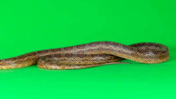 Коронелла коричневая змея ползает по зеленому экрану в студии. Закрывай. Медленное движение — стоковое видео