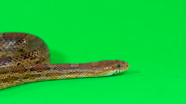 Coronella serpiente marrón arrastrándose en la pantalla verde en el estudio. De cerca. — Vídeo de stock