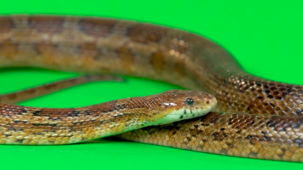 Coronella serpiente marrón arrastrándose en la pantalla verde en el estudio. De cerca. Movimiento lento — Vídeos de Stock