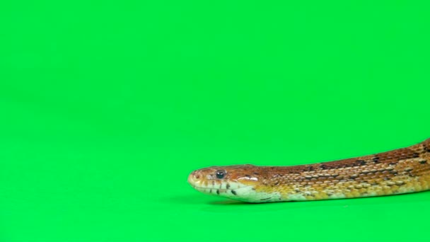Короналла коричнева змія плаче на зеленому екрані в студії. Близько. Повільний рух — стокове відео
