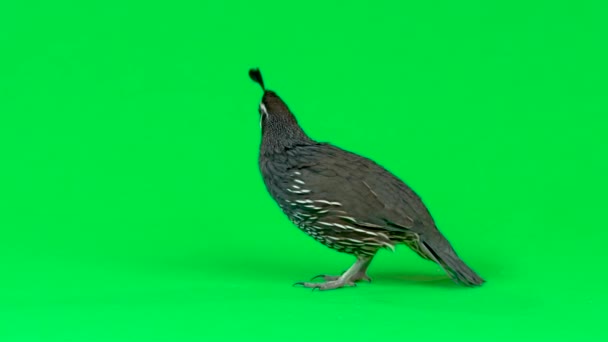 California quail on a green screen. Slow motion — Stock Video