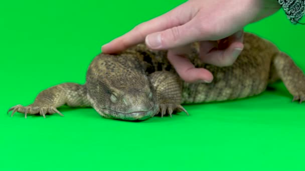 Savannah Monitor Lagarto - Varanus exanthematicus sobre fondo verde. De cerca. Movimiento lento — Vídeos de Stock