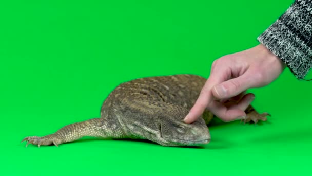 Savannah Monitor Lagarto - Varanus exanthematicus sobre fondo verde. De cerca. — Vídeo de stock