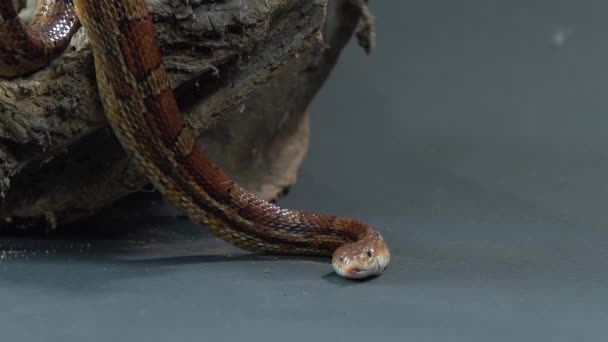 Coronella serpiente marrón arrastrándose en el enganche de madera en el fondo negro. De cerca. Movimiento lento — Vídeos de Stock