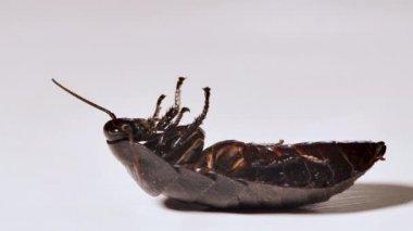 Madagaskar hamamböceği beyaz arka planda ölür. Yakın plan..