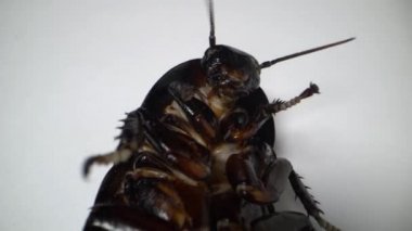Madagaskar hamamböceği beyaz arka planda ölür. Makro.