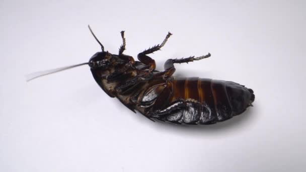 마다가스카르 바퀴벌레는 흰 바탕에서 죽습니다. 클로즈업. — 비디오