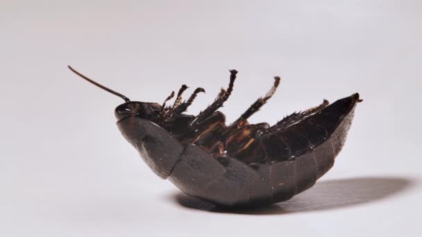 Мадагаскарский таракан умирает на белом фоне. Крупный план . — стоковое видео