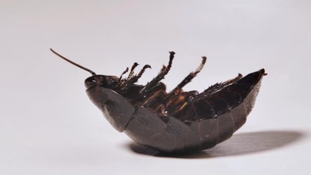 Madagascar cockroach dies on a white background. Close-up. — Stock Video