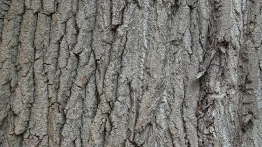 Eski Ağaç Yapısı Arkaplan Şablonu