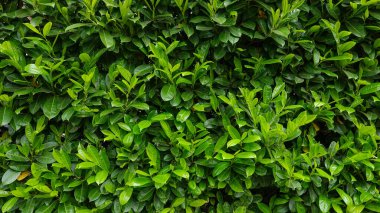 Çalılıklarda taze yeşil yapraklar. Bahar arka planı. Kapatın. Amsterdam Parkı