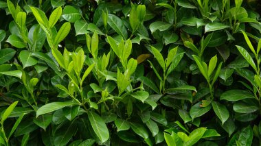 Ağaçta taze kırmızı yapraklar var. Sonbahar arkaplanı. Kapatın. Amsterdam Parkı