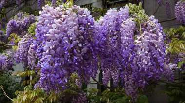 Taş bir duvar boyunca büyüyen güzel mor salkımın görüntüsü..