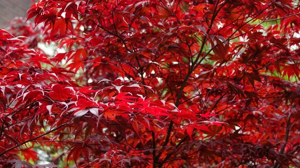 Hojas rojas frescas en el árbol. Fondo de otoño. De cerca. Parque de Amsterdam —  Fotos de Stock