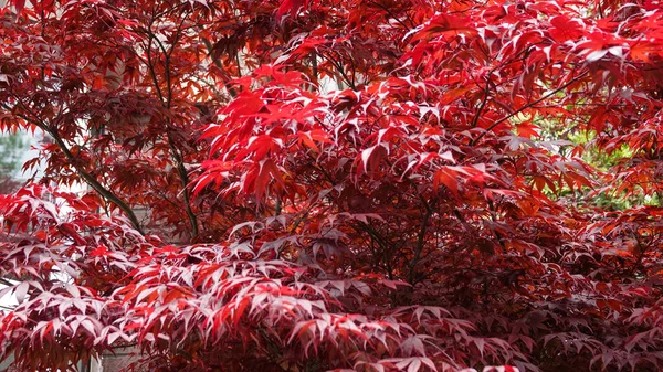 Hojas rojas frescas en el árbol. Fondo de otoño. De cerca. Parque de Amsterdam —  Fotos de Stock
