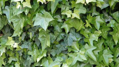 Çalılıklarda taze yeşil yapraklar. Bahar arka planı. Kapatın. Amsterdam Parkı