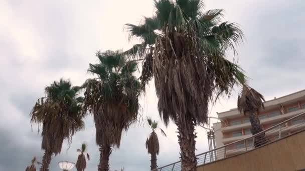 ホテルの建物や曇りの空に対するヤシの木。イタリアのファーナーリ — ストック動画