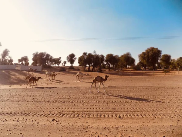 Camelcade Que Vai Lugar Molhando Deserto — Fotografia de Stock