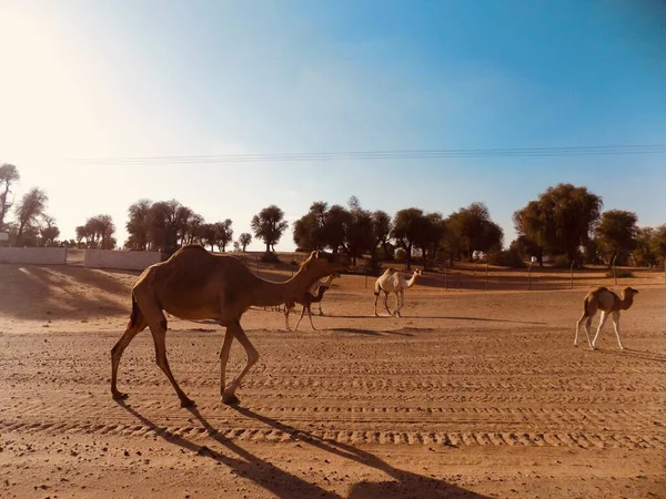 Camelcade Qui Abreuvoir Dans Désert — Photo