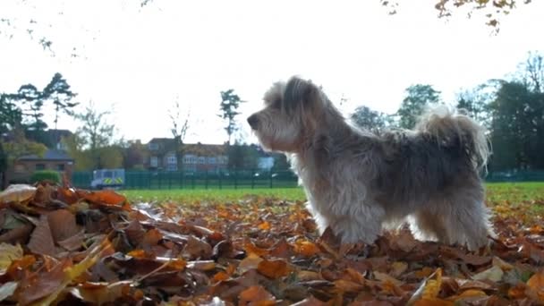Schattige Kleine Hond Springt Rond Gevallen Herfstbladeren Een Mooi Openbaar — Stockvideo