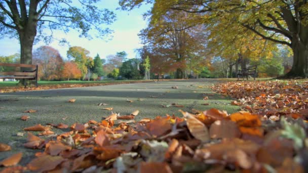 Mujer Corre Parque Otoño Con Lindo Perrito Junto Ella Una — Vídeo de stock