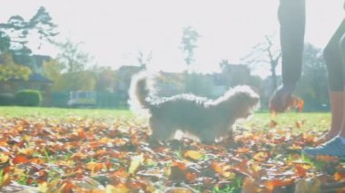 Güneşli bir kış sabahı fırlatılan sonbahar yapraklarını yakalamaya çalışırken havada tatlı küçük bir köpek takla atıyor.