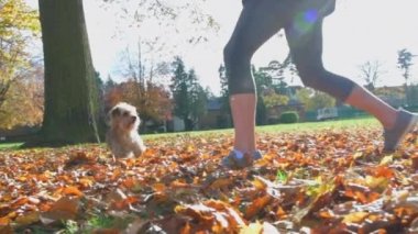 Sevimli küçük köpek, düşen sonbahar yapraklarının ardından zıplar ve ağır çekimde havaya fırlatılır.