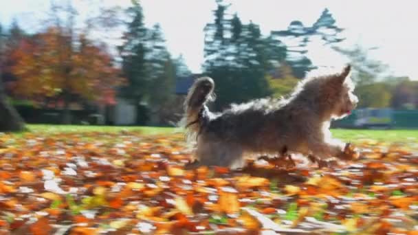 ふわふわの小さな犬が走り ジャンプし 冬の朝に秋の葉をキャッチしようとしているAiで反転します — ストック動画