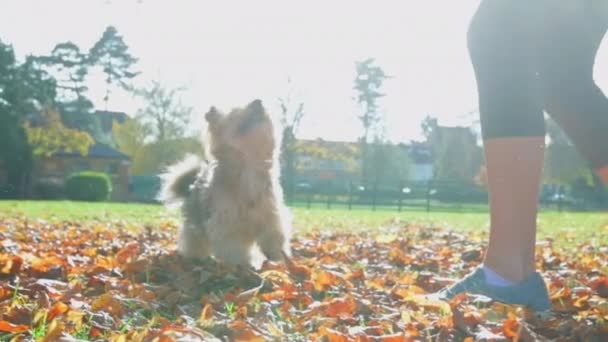 晴れた冬の朝に空気中にスローされる紅葉をキャッチしようとして空気中の愛らしいふわふわの犬ジャンプ — ストック動画