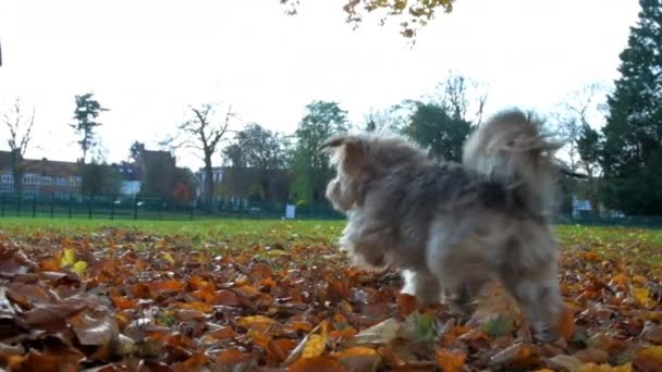 Schattig Hondje Springt Hoog Lucht Achter Een Gevallen Herfstblad Aan — Stockvideo