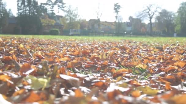 Close Woman Her Dog Running Camera Slow Motion Pile Autumn — Stock Video