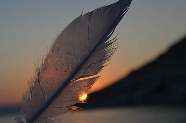 Feather Summer Sunset — Stock Photo, Image