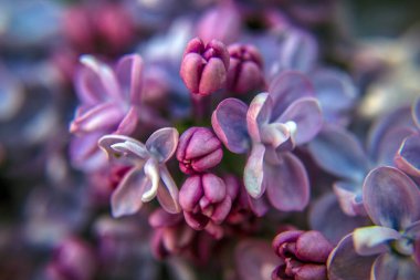 Bahar çiçeklerinin yakın görüntüsü, dal mor leylak. Şırınga bayağıdır.