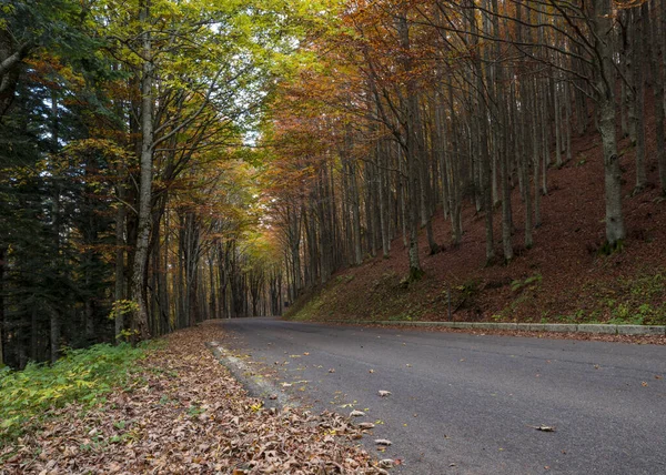 Kırsal köy yolu ormanın içinden geçiyor. Otoyol görünümü