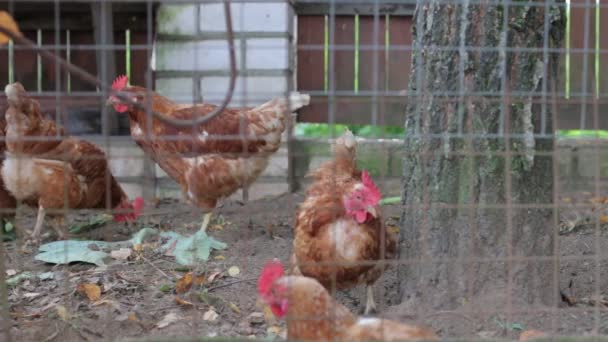 Группа куриц, гуляющих — стоковое видео