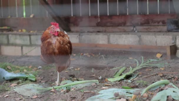 Tek başına duran bir tavuk — Stok video